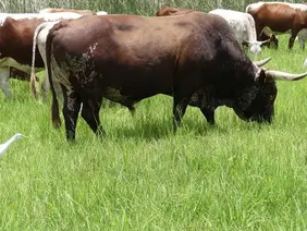 Nkone cattle registered with ZHB Zimbabwe breeders society