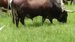 Nkone cattle registered with ZHB Zimbabwe breeders society