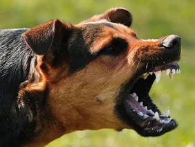 Police warn Zimbabwe dog owners after recent attacks