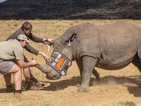 Radioactive Rhino Horns Could Save Zimbabwe’s Endangered Giants