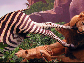Every day in Africa, the Zebra wakes up ready to outrun the fastest and hungriest Lion for survival. The Lion also wakes up early, ready to pounce on the slowest Zebra for its breakfast. Whether you are a Lion or a zebra, with each daybreak, you'd better be running! -------African saying.