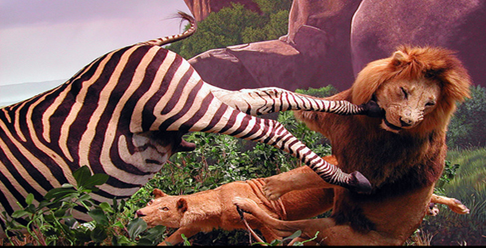 Every day in Africa, the Zebra wakes up ready to outrun the fastest and hungriest Lion for survival. The Lion also wakes up early, ready to pounce on the slowest Zebra for its breakfast. Whether you are a Lion or a zebra, with each daybreak, you'd better be running! -------African saying.