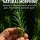 Fresh rosemary sprigs