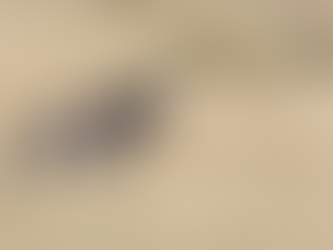 Hyena Crashes Boma Dinner in Zimbabwe