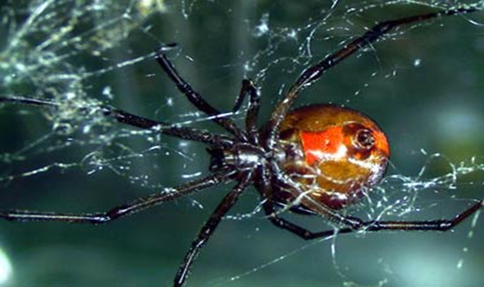 Spider weaving a web on a branch — Spider’s Web Doctrine business strategy