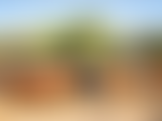 “Cattle grazing rural Zimbabwe farming livestock”