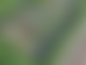 Firearms and army combat equipment were recovered during the police operation