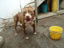 Brown and white dog with a collar stands on a muddy ground near a yellow bucket. Background shows stairs and a blue container. Dog looks alert.