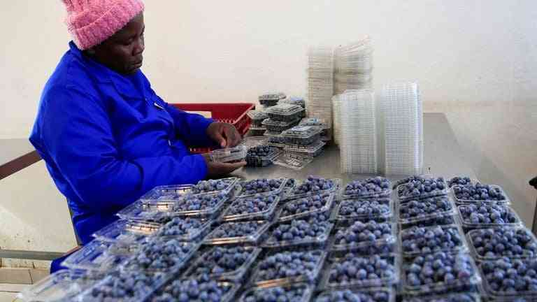 Fresh Zimbabwean blueberries packaged for the Chinese market.