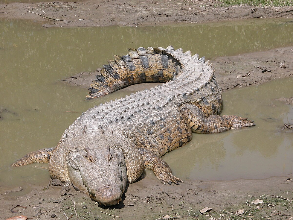 Luangwa River in eastern Zambia near South Luangwa National Park