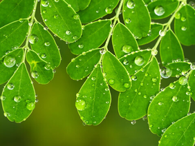 Moringa leaves close up showing vibrant green foliage — Moringa powder benefits