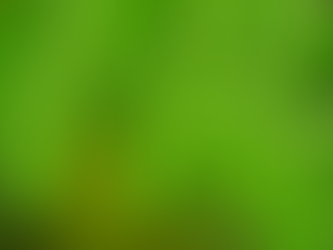 Moringa leaves close up showing vibrant green foliage — Moringa powder benefits