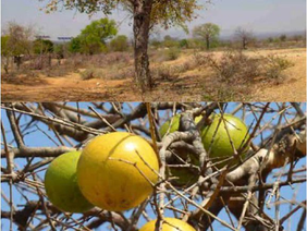 Ripe yellow Matamba fruits, also known as monkey oranges, hanging from a Strychnos spinosa tree branch in Zimbabwe.