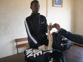 Police display the puff adder and cobra seized from a traditional healer in Mutare.