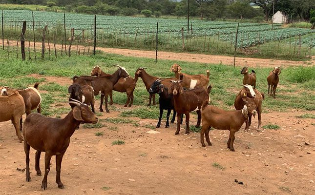 Goats kept in rural Zimbabwe kraal vulnerable to theft