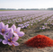 Harvesting fresh crimson saffron stigmas from a purple crocus flower.