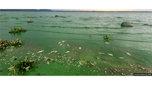 CHRA urges Government to declare Lake Chivero pollution a national disaster
