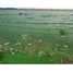 CHRA urges Government to declare Lake Chivero pollution a national disaster