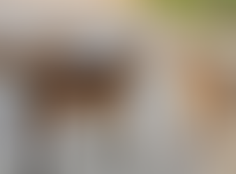 “Stray dogs in urban Zimbabwe suburb”