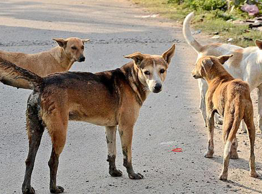 “Stray dogs in urban Zimbabwe suburb”