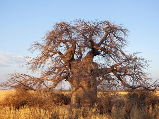 A massive African baobab tree standing in a semi-arid landscape showcasing its iconic trunk and branches.