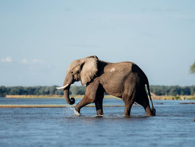 Mana Pools National Park Zimbabwe along the Zambezi River