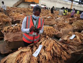 Tobacco bales at Harare auction floors