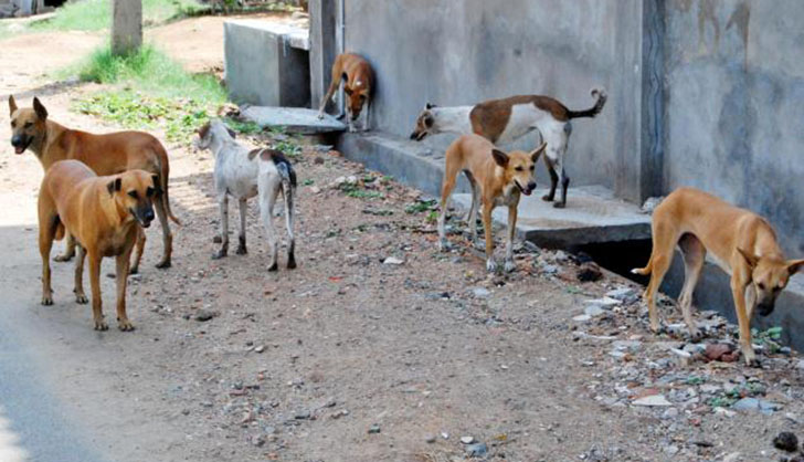 Seven stray dogs roam on a dirt path beside a gray wall. The setting is urban, with scattered debris and patches of grass visible.