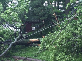 Trees interfering with ZESA powerlines