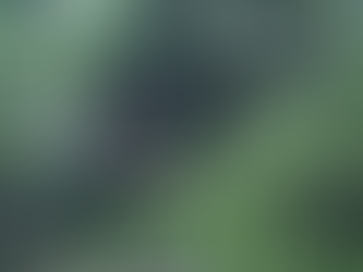 Trees interfering with ZESA powerlines