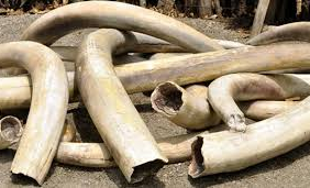 “Elephant tusks seized by police in Zimbabwe”