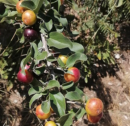 Cluster of red and yellow fruits growing on a leafy branch in sunlight outdoors