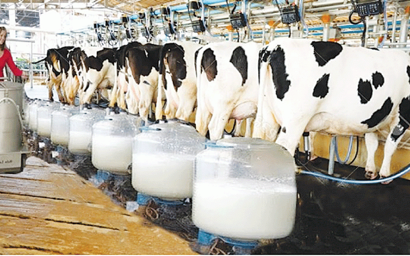 Cows being milked in a modern dairy, with milk containers filling up. A person in red supervises. Metal pipes and machinery are visible.