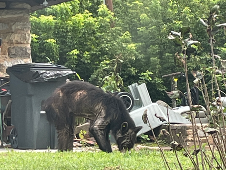 What is sarcoptic mange? How does it impact black bears?