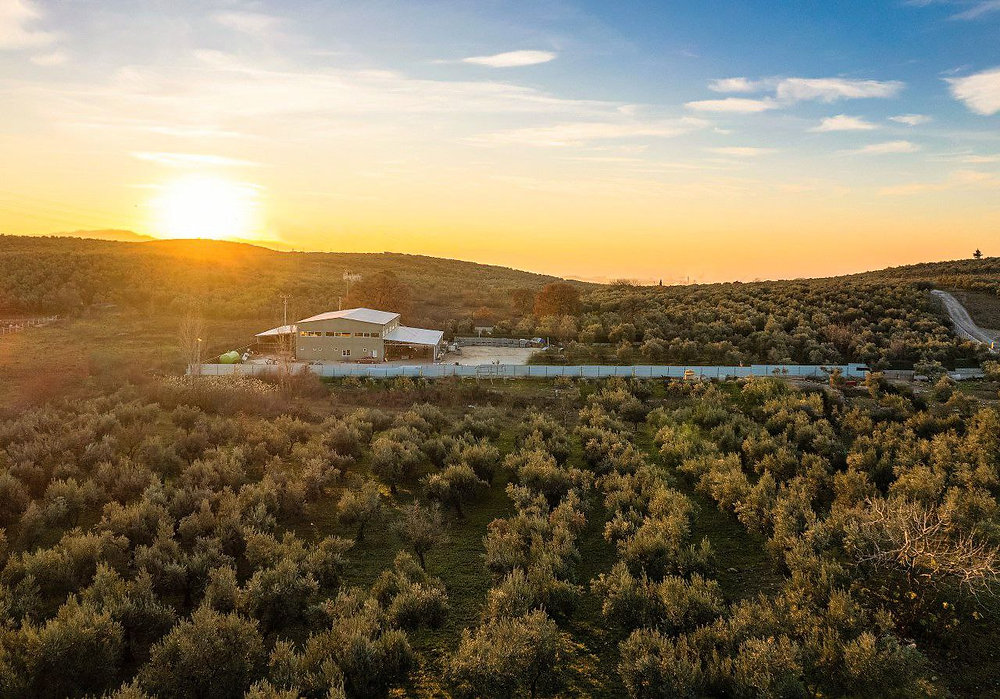 Discover the World of Turkish Olive Oil with SAVORY