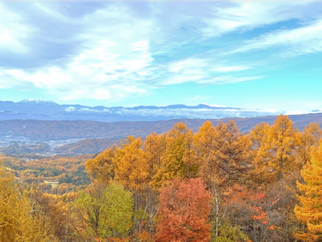 蓼科だより【2025年11月号　Vol. 231】