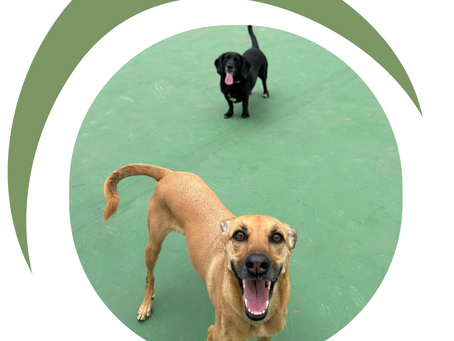 Socialização com Outros Cães: Oportunidades para Seu Cão Fazer Novos Amigos