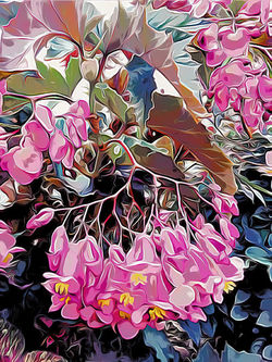 16-9 Pink Blush Cascade