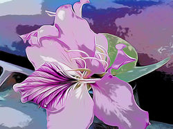 7-36 Orchidtree Blossom _ Edited