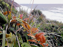 17-385 Saltbreeze Tangle