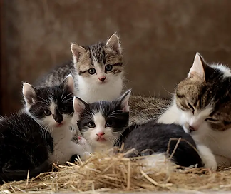 830x532_chats-illustration.webp