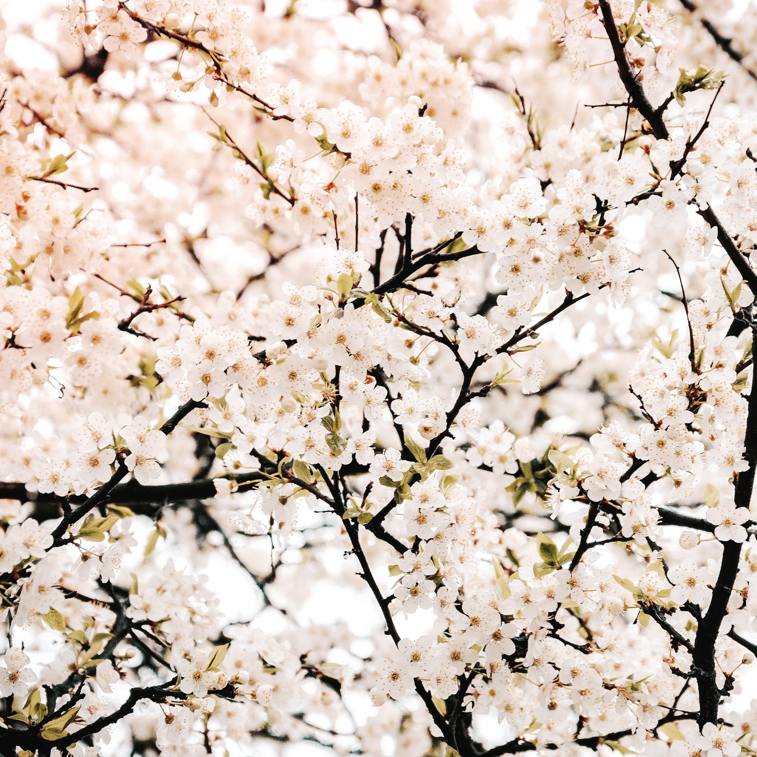 Writer: cherryblossominparis