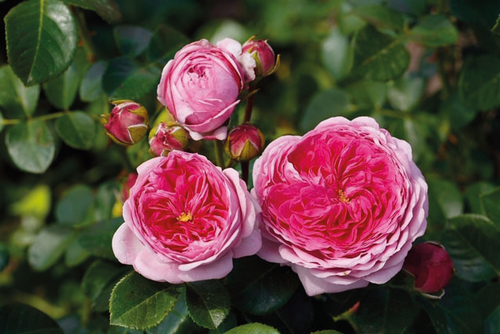 FLORIDA SUNSET | fryersroses