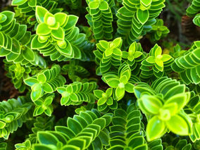 Perspektywa coachingu w Polsce