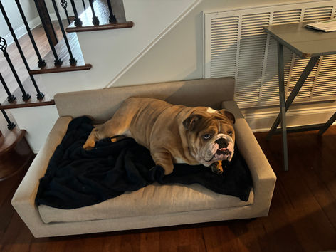 Image of a dog using Club Nine Pets Bed sent in by customers