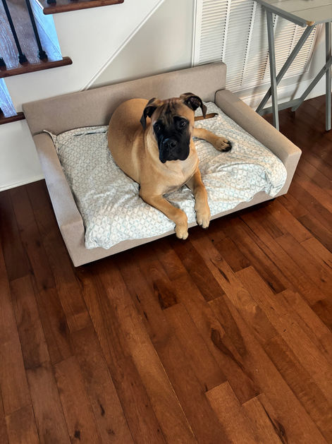 Image of a dog using Club Nine Pets Bed sent in by customers