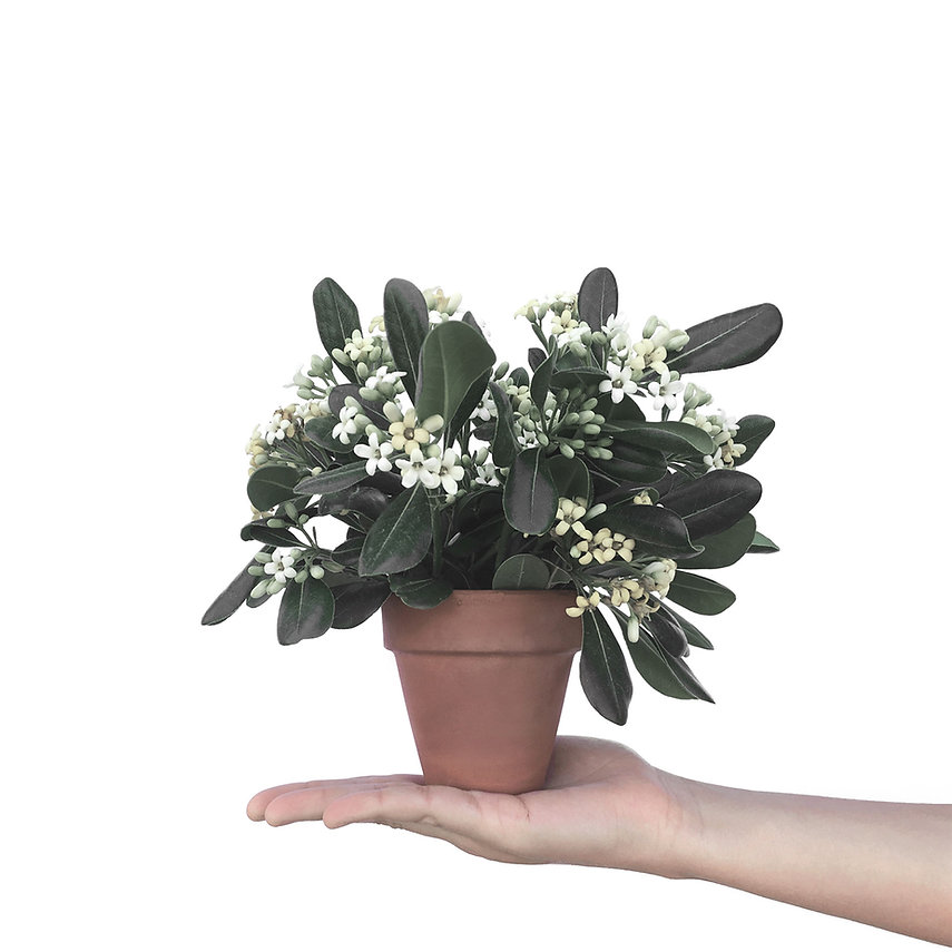 Plant