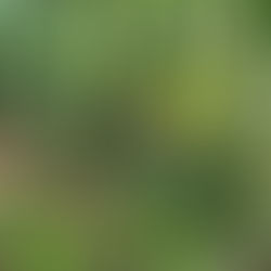 本年もどうぞよろしくお願いします