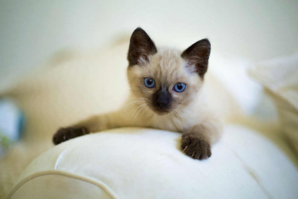 cute-3252251