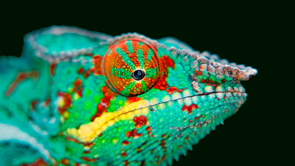 chameleon-4249344